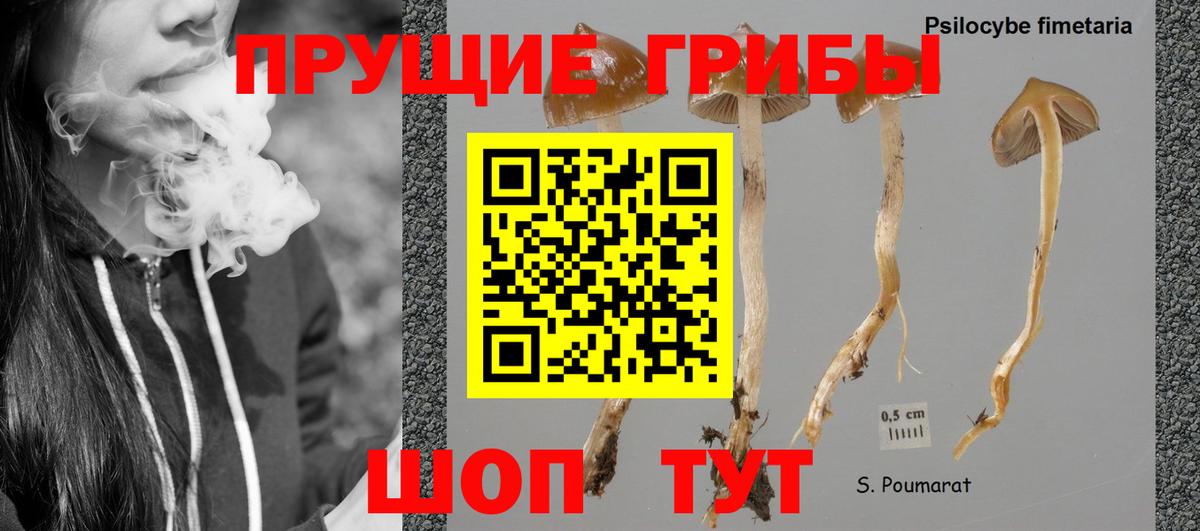 Галлюциногенные грибы GOLDEN TEACHER Егорьевск